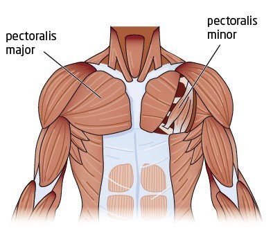 anatomie borstspieren